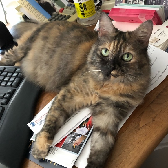 😹 Bye Cutie 😹 Said goodbye to our dear Cutie 2-6-24. She gave us much Joy!♥️ - Picture 7 of 14